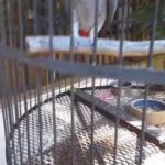 Babe, African Grey parrot, dancing and listening to jazz in August 2018 on Sanibel