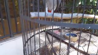 Babe, African Grey parrot, dancing and listening to jazz in August 2018 on Sanibel