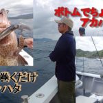三重県熊野のボートロックゲーム。落として巻くだけオウモンハタ、ボトムでちょんちょんアカハタ