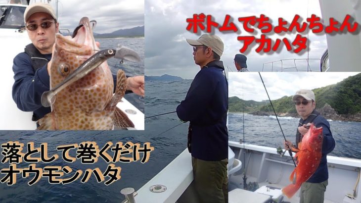 三重県熊野のボートロックゲーム。落として巻くだけオウモンハタ、ボトムでちょんちょんアカハタ