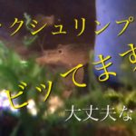 【アクアリウム 熱帯魚】ロックシュリンプ避難させました