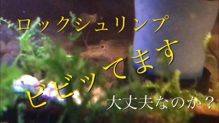 【アクアリウム 熱帯魚】ロックシュリンプ避難させました