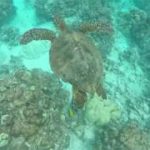 Two-Step Kona snorkel w/ a turtle – Hawaii 2018 R&B #Hurricane Lane