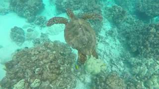 Two-Step Kona snorkel w/ a turtle – Hawaii 2018 R&B #Hurricane Lane