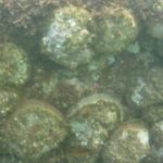 A wall of rock scallops! R&B 10/2/18 Netarts Bay