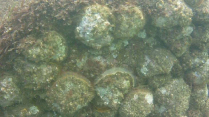 A wall of rock scallops! R&B 10/2/18 Netarts Bay
