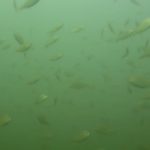 Massive school of juvenile perch R&B 10/2/18 Netarts Bay
