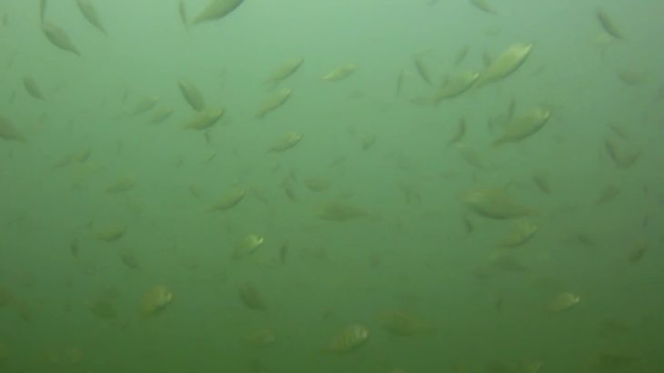 Massive school of juvenile perch R&B 10/2/18 Netarts Bay
