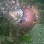 Monkey Faced Eel and friends. R&B 10/2/18 Netarts Bay