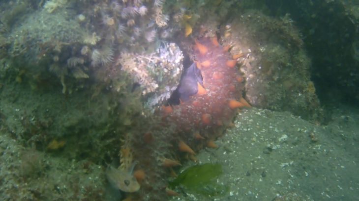 Monkey Faced Eel and friends. R&B 10/2/18 Netarts Bay