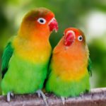 *R&B & Trap Type Beat* “Love Birds*
