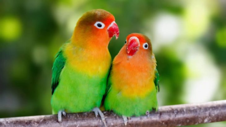 *R&B & Trap Type Beat* “Love Birds*