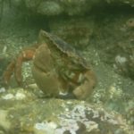 Rock Crab opening a scallop for lunch R&B 10/2/18 Netarts Bay