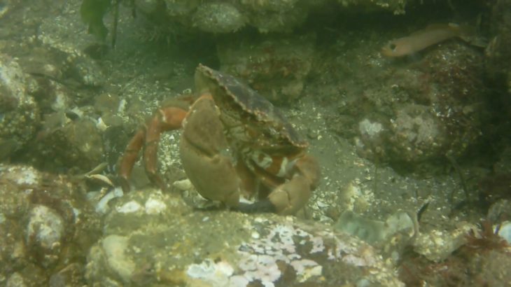 Rock Crab opening a scallop for lunch R&B 10/2/18 Netarts Bay