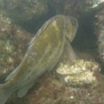 Rock Fish resting on a scallop. R&B 10/2/18 Netarts Bay