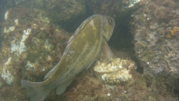 Rock Fish resting on a scallop. R&B 10/2/18 Netarts Bay