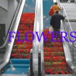 [FREE FOR PROFIT USE] R&B Type Beat – “FLOWERS” (prod. by flagman)