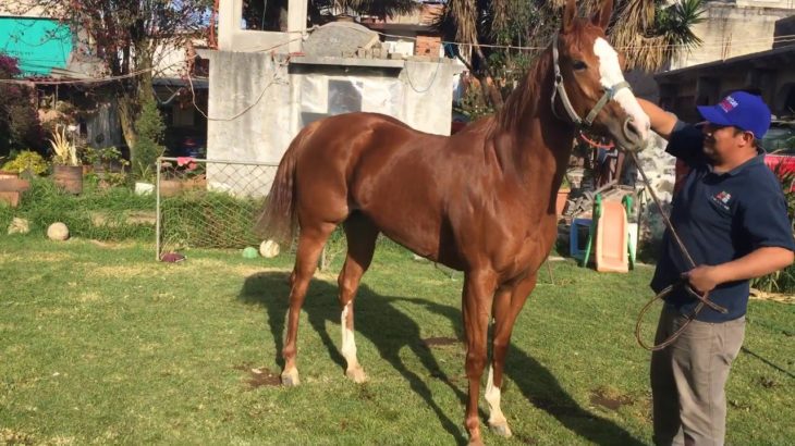❗️Venta Espectacular Yegua❗️ ⚜️❗️R&B Ranch❗️⚜️