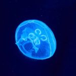 Relaxing R&B music with Jelly Fish