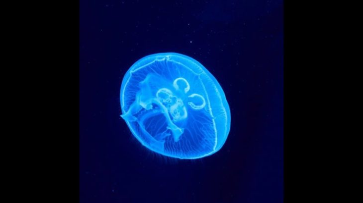 Relaxing R&B music with Jelly Fish