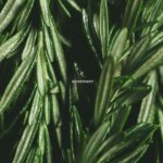 [FREE] Kehlani Type Beat – “Rosemary” | Rap/R&B Instrumental 2019