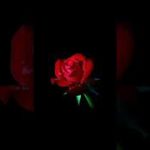 [Free] (No Tag)| Red Rose – TrapSoul/R&B Instru  Xxxtantacion x Lil Peep Type Beat | Prod By Riida