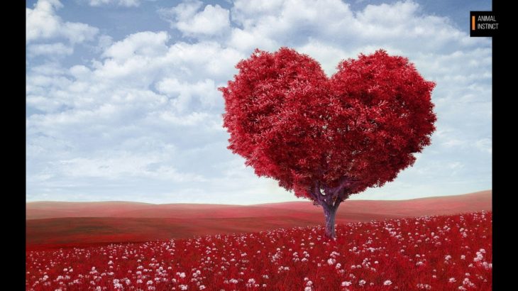 Romantic Music, PIANO MUSIC, COUNTRY MUSIC, JAZZ&BLUES, R&B & SOUL MUSIC