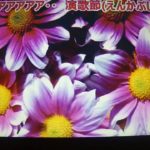 【新曲】おんな一輪演歌節　★青木美保　9/27日発売　(cover) ai haraishi