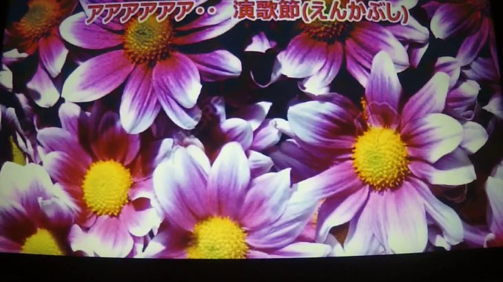 【新曲】おんな一輪演歌節　★青木美保　9/27日発売　(cover) ai haraishi