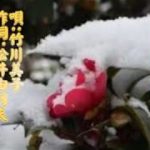 「三年椿」竹川美子  Cover：伊藤よし子 歌詞付 新曲 2019年３月６日発売