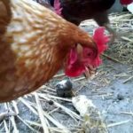 テクノ音楽にバナナを食べて Slow motion banana eating chickens
