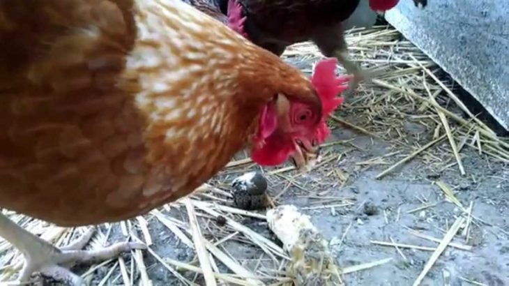テクノ音楽にバナナを食べて Slow motion banana eating chickens