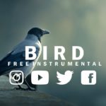 B I R D | R&B × Type Beat × [FREE] | Instrumental