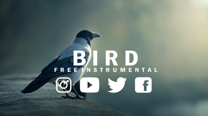 B I R D | R&B × Type Beat × [FREE] | Instrumental