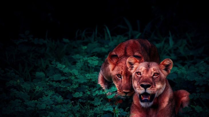 “Jungle “- Freestyle Trap Beat Free Rap Hip Hop R&B Instrumental 2019
