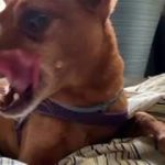 Little Dog + Bone + R&B Music FOR NO REASON