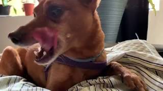 Little Dog + Bone + R&B Music FOR NO REASON
