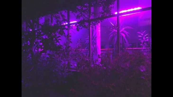 Alternative r&b Type beat – Purple tabs