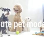 DJ pets – models with R&B music/schnauzer/standard poodle/Beagle/Maltese/Maltese Shih Tzu