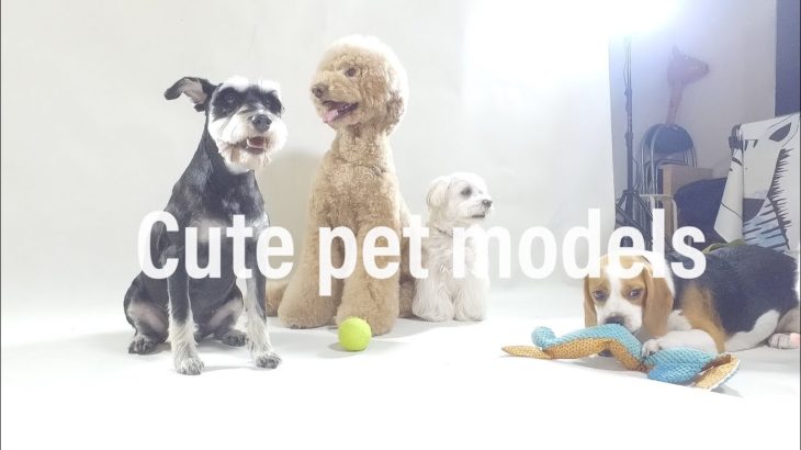 DJ pets – models with R&B music/schnauzer/standard poodle/Beagle/Maltese/Maltese Shih Tzu
