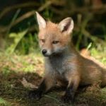 Legendary Animals #hiphop [ MARSHMALLOW FREE BEATS ] R&B 2019