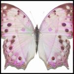 [R&B Beat] 6LSD — Butterfly