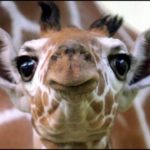 [🦒R&B HIP HOP🦒]Bryson TillerㅣPartyNextDoor Type BeatㅣHip Hop Soul Instrumental