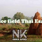 Rice field Thai Esan –  R&B trap [FREE FOR PROFIT USE] (prod. naka.npro)