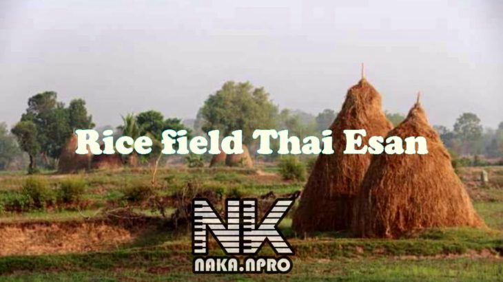 Rice field Thai Esan –  R&B trap [FREE FOR PROFIT USE] (prod. naka.npro)