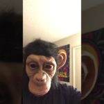 R&B Shake Monkey
