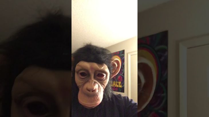 R&B Shake Monkey