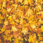 “Leaves” – Catchy Rap Beat | New R&B Hip Hop Instrumental 2019