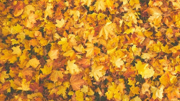 “Leaves” – Catchy Rap Beat | New R&B Hip Hop Instrumental 2019