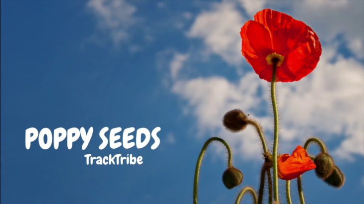 TrackTribe – Poppy Seeds 🎧 Copyright Free Music YouTube Audio Library 💥 R&B & Soul + Funky Music